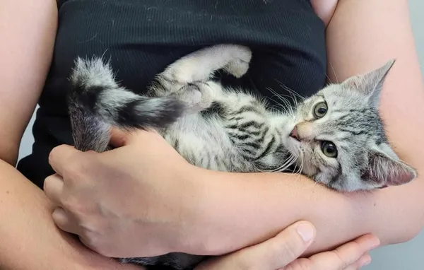 Kot do adopcji, Piła, 22 maja 2024 (1/2)