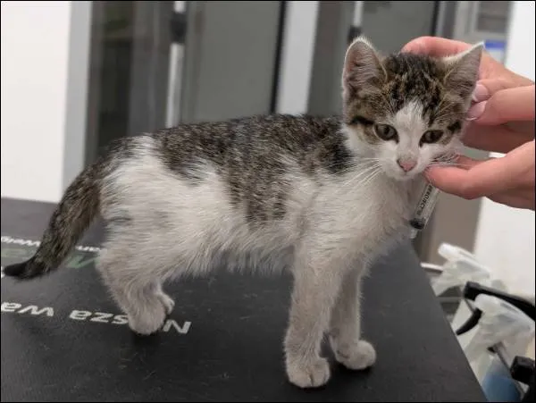 Znaleziono kota, Grudziądz, 10 lipca 2024