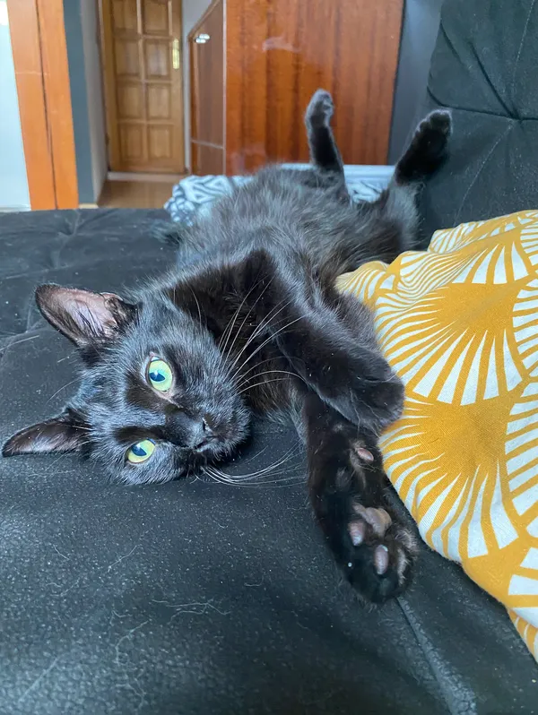 Zaginął kot, Bytom, Szombierki, 11 lipca 2024 (1/5)