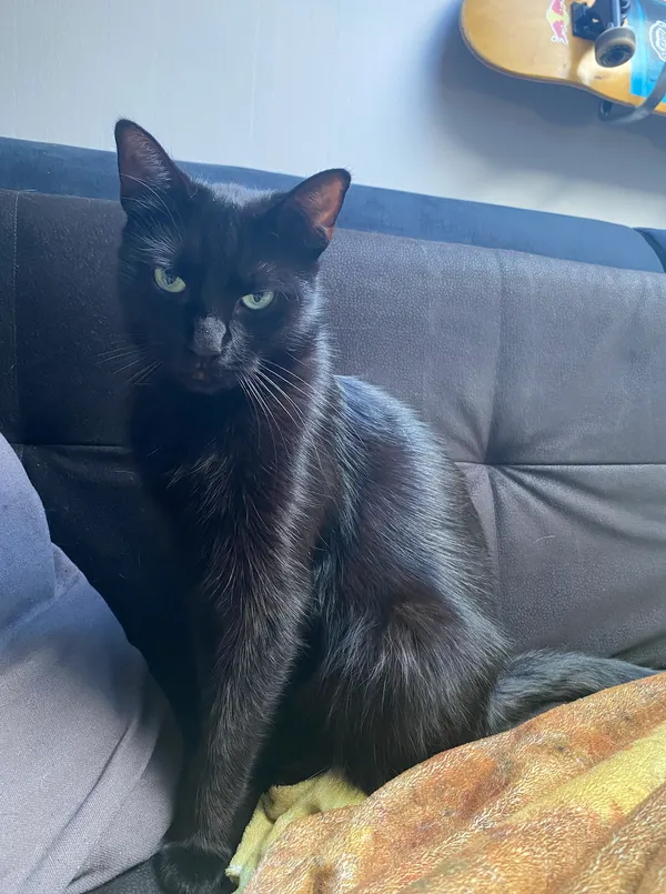 Zaginął kot, Bytom, Szombierki, 11 lipca 2024 (2/5)