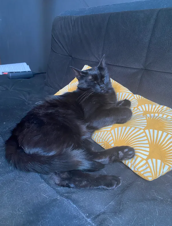 Zaginął kot, Bytom, Szombierki, 11 lipca 2024 (3/5)