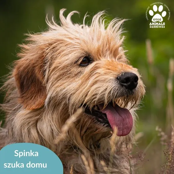 Pies do adopcji, Dąbrówka, 11 lipca 2024 (1/5)