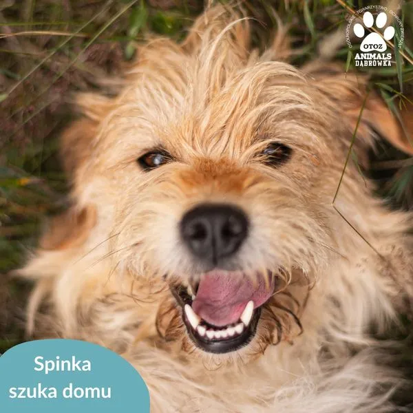 Pies do adopcji, Dąbrówka, 11 lipca 2024 (5/5)