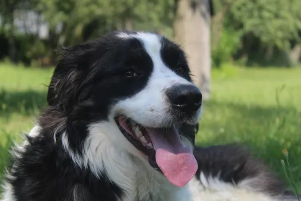 Pies do adopcji, Bełchatów, 7 maja 2024 (1/5)