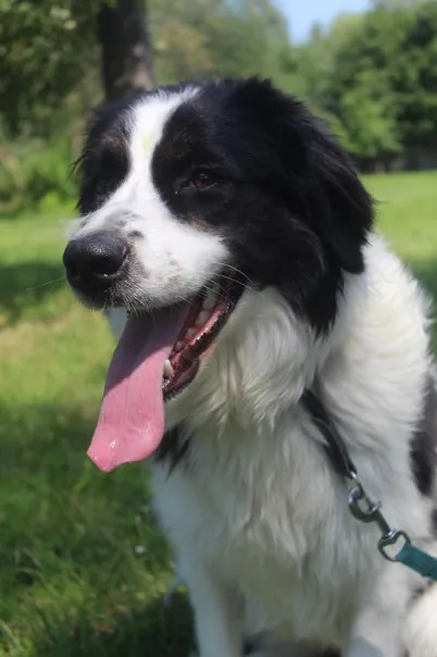 Pies do adopcji, Bełchatów, 7 maja 2024 (2/5)