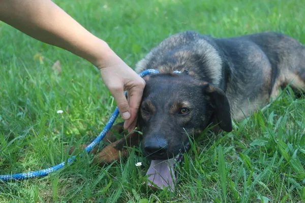 Pies do adopcji, Bełchatów, 21 lutego 2024 (3/5)