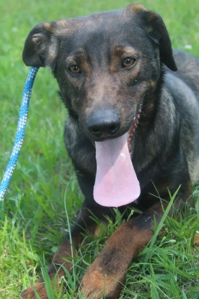 Pies do adopcji, Bełchatów, 21 lutego 2024 (5/5)