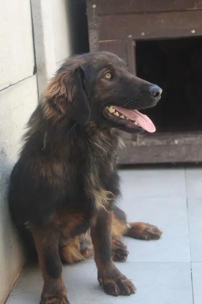 Pies do adopcji, Bełchatów, 21 lutego 2024 (1/5)