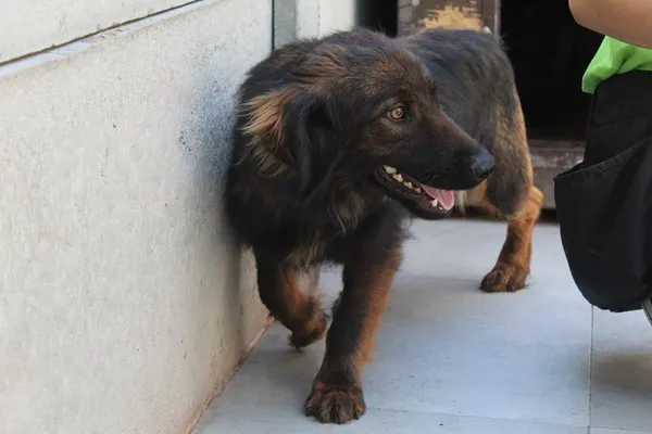 Pies do adopcji, Bełchatów, 21 lutego 2024 (2/5)