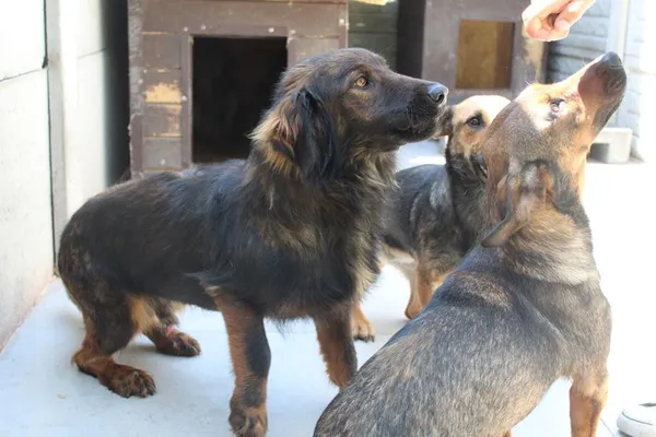 Pies do adopcji, Bełchatów, 21 lutego 2024 (5/5)