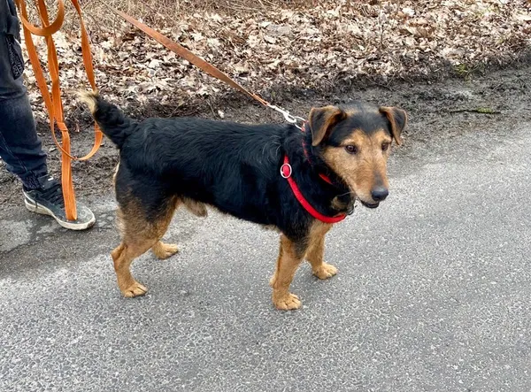 Pies do adopcji, gmina Platerówka, 11 lipca 2024 (1/3)