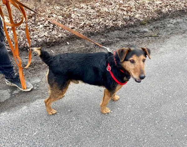 Pies do adopcji, gmina Platerówka, 11 lipca 2024 (2/3)