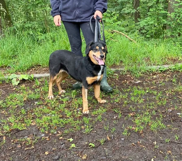 Pies do adopcji, gmina Platerówka, 11 lipca 2024 (1/3)