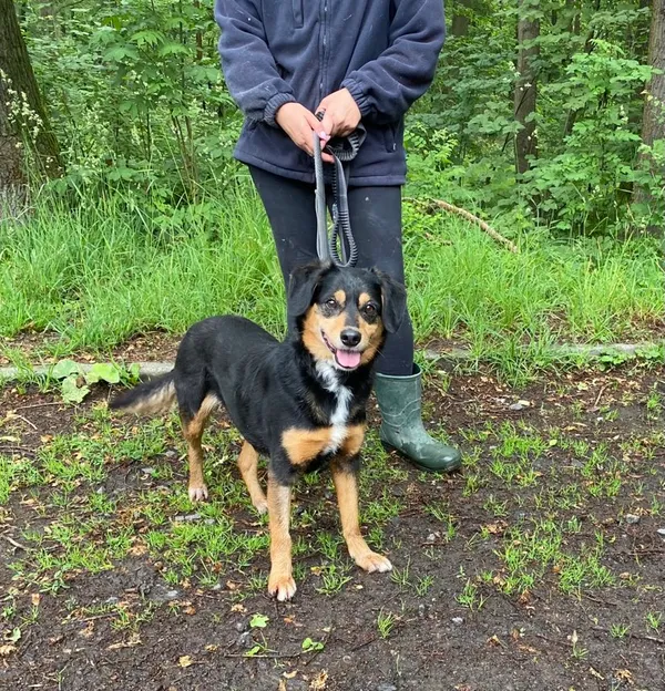 Pies do adopcji, gmina Platerówka, 11 lipca 2024 (2/3)