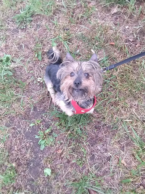 Pies do adopcji, gmina Platerówka, 11 lipca 2024 (1/3)