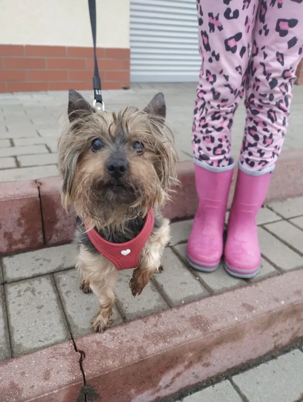 Pies do adopcji, gmina Platerówka, 11 lipca 2024 (2/3)