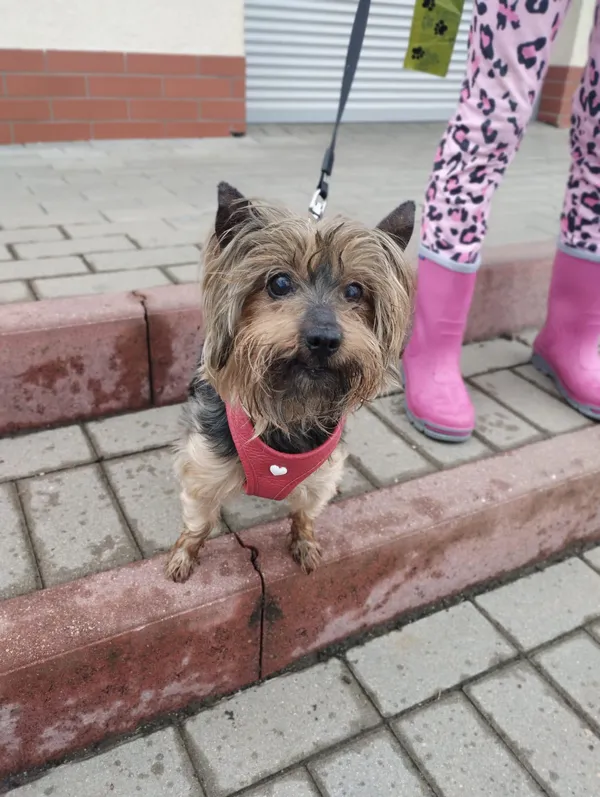 Pies do adopcji, gmina Platerówka, 11 lipca 2024 (3/3)