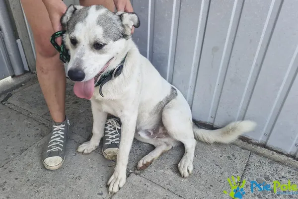 Znaleziono psa, Racławice, 9 lipca 2024