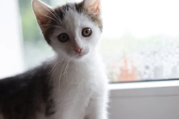 Kot do adopcji, Dłużyna Górna, 11 lipca 2024 (1/4)