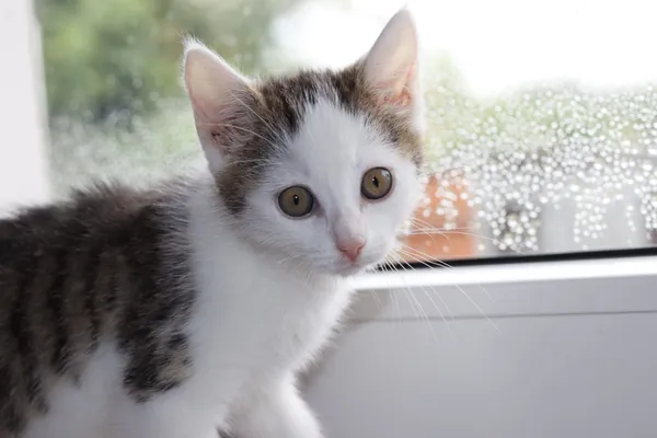 Kot do adopcji, Dłużyna Górna, 11 lipca 2024 (2/4)