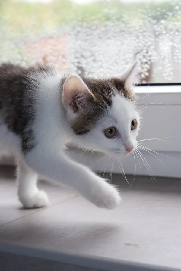 Kot do adopcji, Dłużyna Górna, 11 lipca 2024 (3/4)