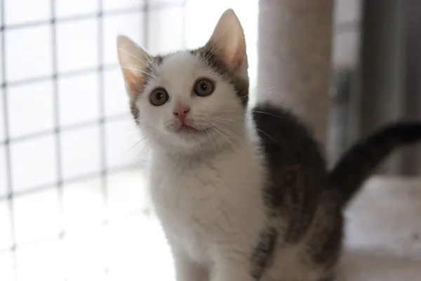 Kot do adopcji, Dłużyna Górna, 11 lipca 2024 (4/4)