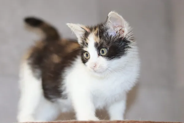 Kot do adopcji, Dłużyna Górna, 11 lipca 2024 (1/4)