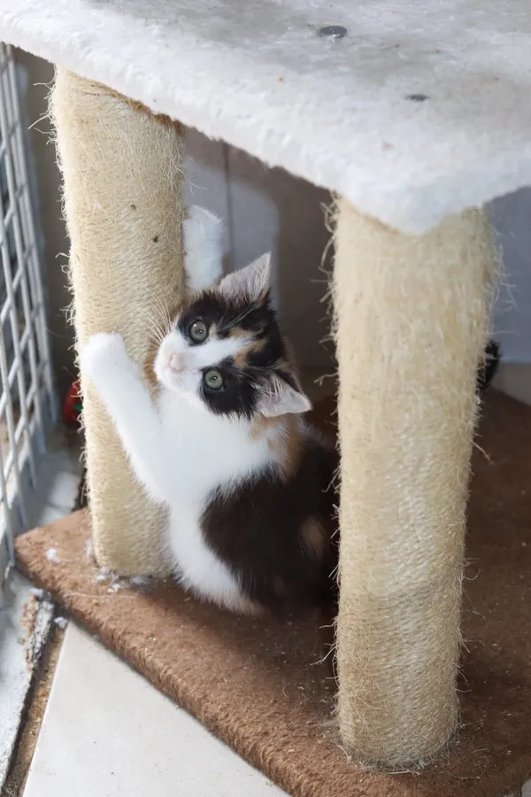 Kot do adopcji, Dłużyna Górna, 11 lipca 2024 (3/4)