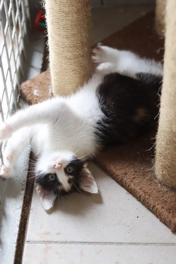 Kot do adopcji, Dłużyna Górna, 11 lipca 2024 (4/4)