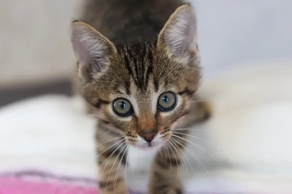 Kot do adopcji, Dłużyna Górna, 11 lipca 2024 (4/5)