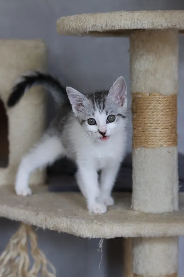 Kot do adopcji, Dłużyna Górna, 11 lipca 2024 (2/4)