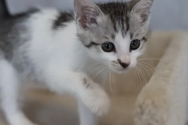 Kot do adopcji, Dłużyna Górna, 11 lipca 2024 (3/4)