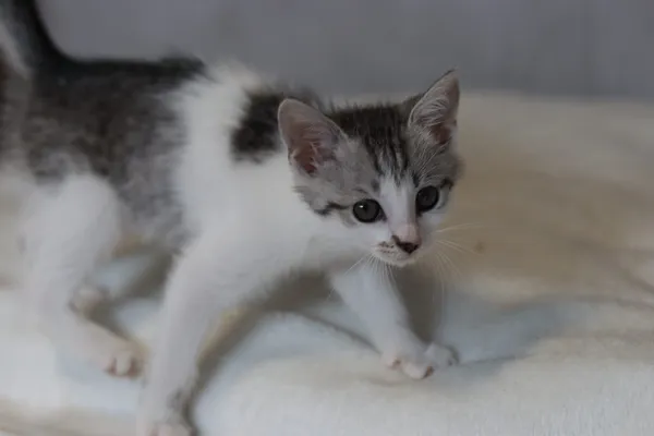 Kot do adopcji, Dłużyna Górna, 11 lipca 2024 (4/4)