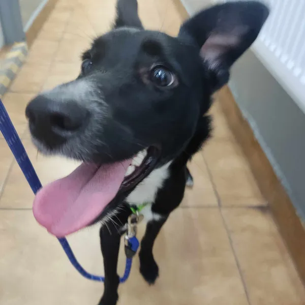 Znaleziono psa, Sosnowiec, 10 lipca 2024 (2/2)