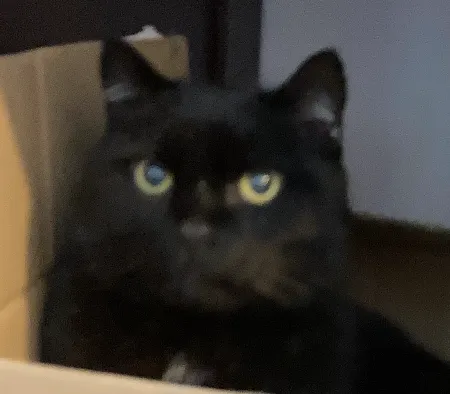 Zaginął kot, Bielsko-Biała, Mikuszowice Śląskie, 11 lipca 2024