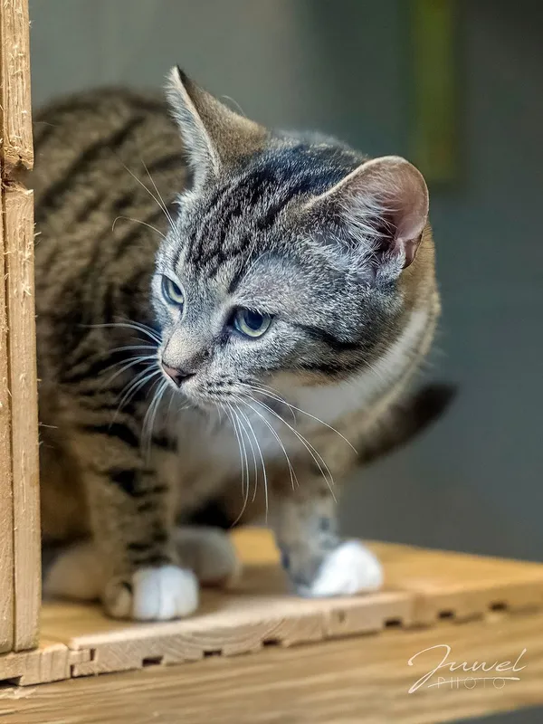 Kot do adopcji, Sopot, 10 lipca 2024 (1/4)