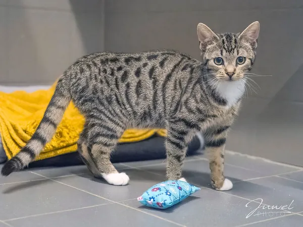 Kot do adopcji, Sopot, 10 lipca 2024 (2/4)