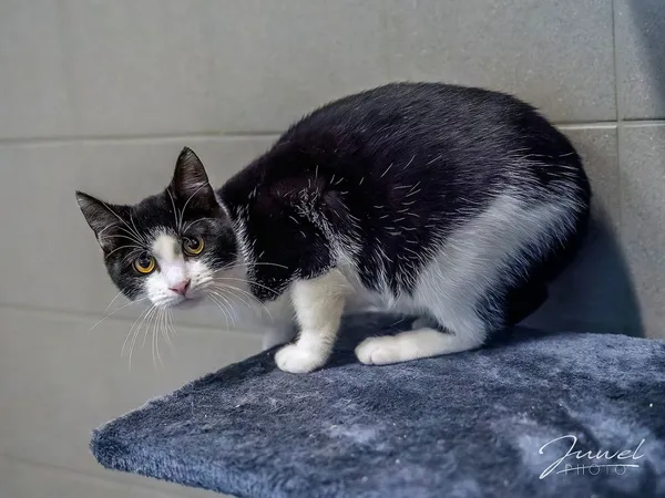 Kot do adopcji, Sopot, 10 lipca 2024 (1/5)