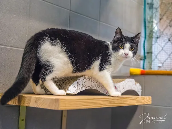 Kot do adopcji, Sopot, 10 lipca 2024 (2/5)