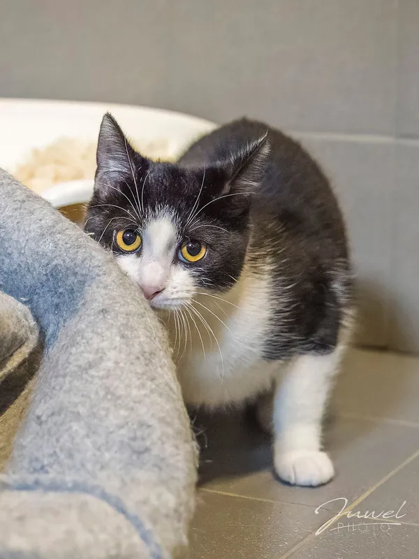 Kot do adopcji, Sopot, 10 lipca 2024 (4/5)