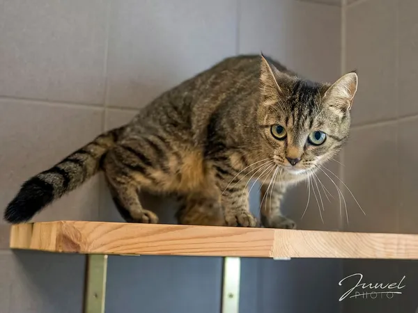 Kot do adopcji, Sopot, 10 lipca 2024 (1/5)