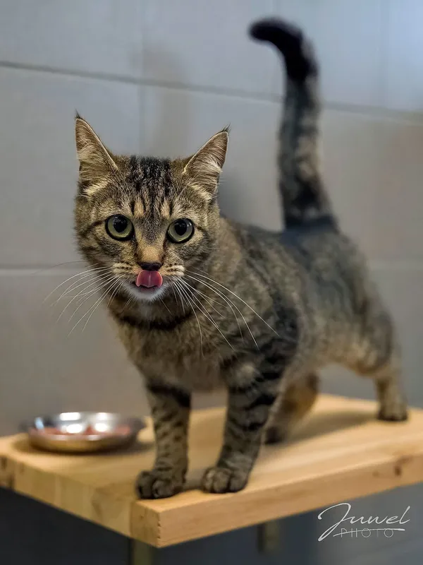 Kot do adopcji, Sopot, 10 lipca 2024 (2/5)