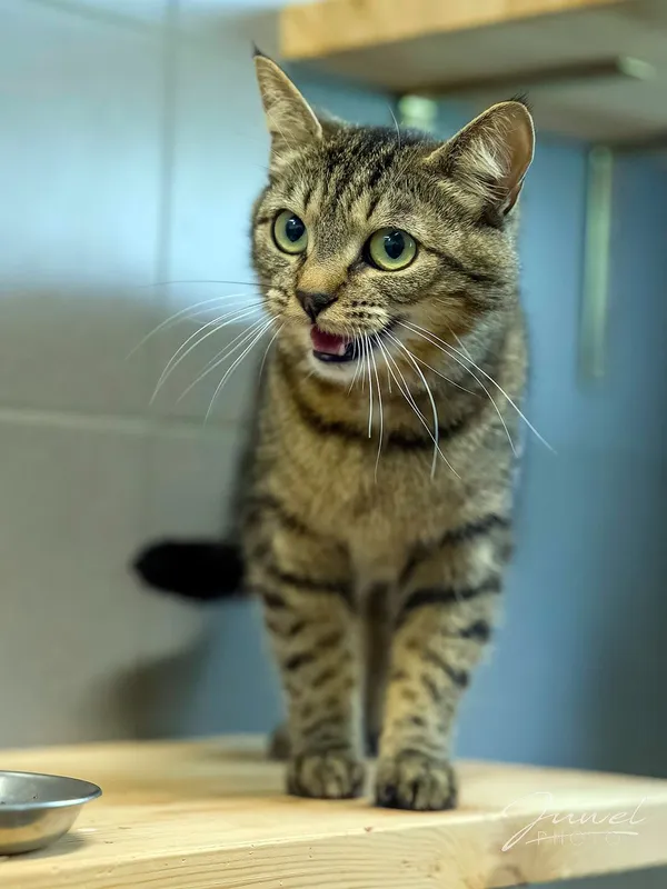 Kot do adopcji, Sopot, 10 lipca 2024 (3/5)