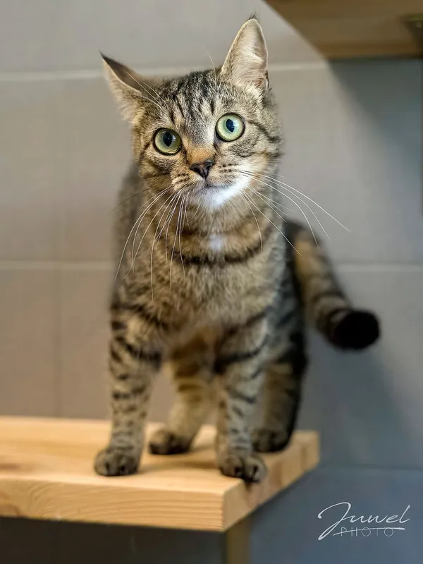 Kot do adopcji, Sopot, 10 lipca 2024 (4/5)