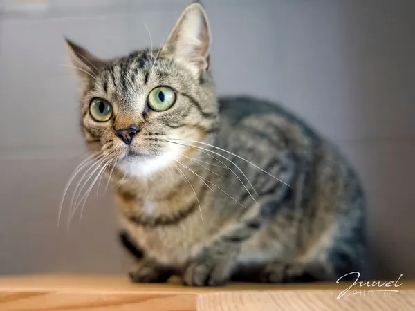 Kot do adopcji, Sopot, 10 lipca 2024 (5/5)