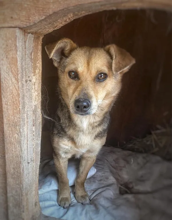 Pies do adopcji, Rytlów, 11 lipca 2024