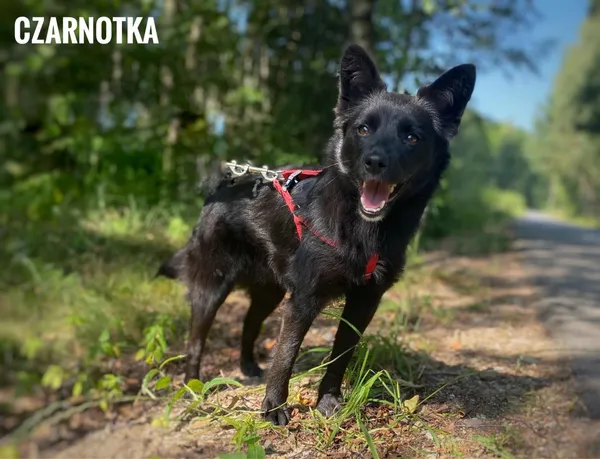 Pies do adopcji, Rytlów, 11 lipca 2024