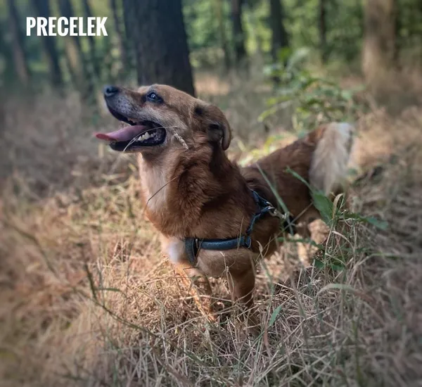 Pies do adopcji, Rytlów, 11 lipca 2024