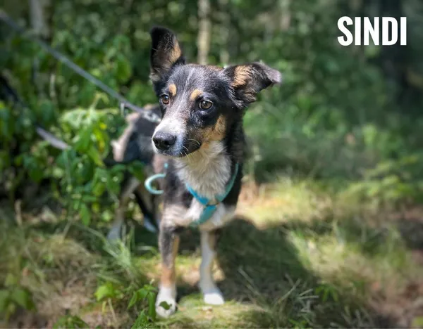 Pies do adopcji, Rytlów, 11 lipca 2024