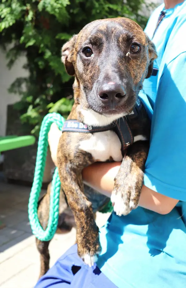 Znaleziono psa, Łódź, 9 lipca 2024 (2/5)